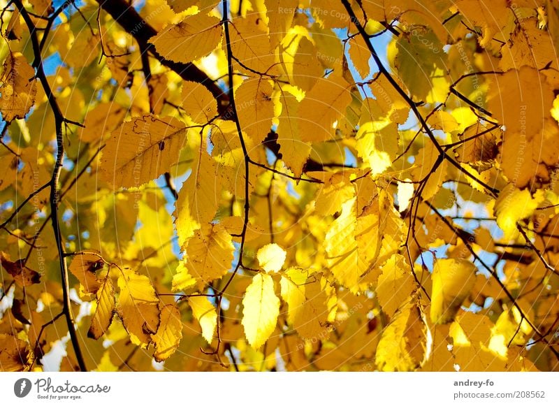 autumn leaves Nature Autumn Leaf Branch Brown Yellow Gold Seasons Automn wood Early fall Autumnal Sunlight Autumn leaves Autumnal weather Beautiful weather Twig