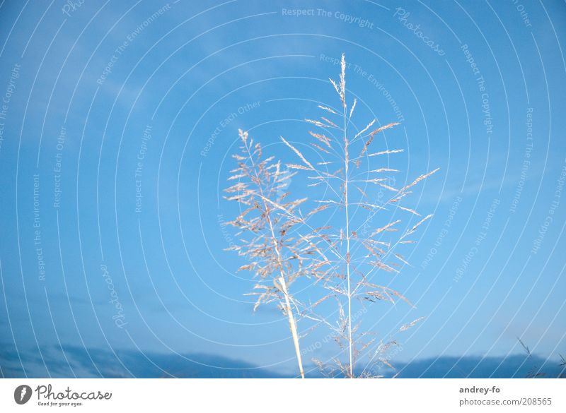 grass Freedom Plant Grass Wild plant Natural Blue Sky Part of the plant Delicate Graceful Grass blossom Blue sky Beautiful weather Colour photo Exterior shot