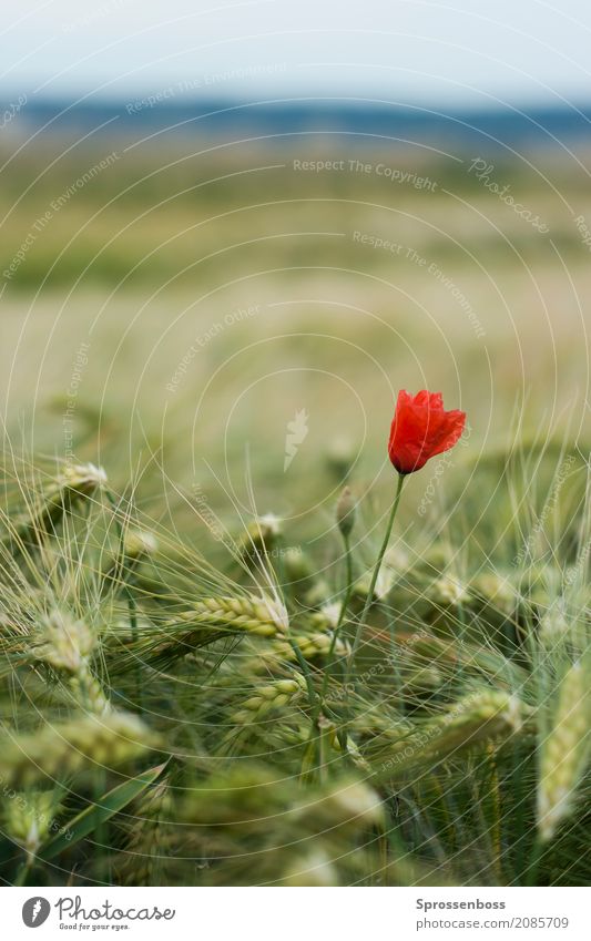 Poppy flower in cornfield Environment Nature Landscape Plant Summer Climate change Beautiful weather Foliage plant Agricultural crop "Cereals Rye Poppy" Field