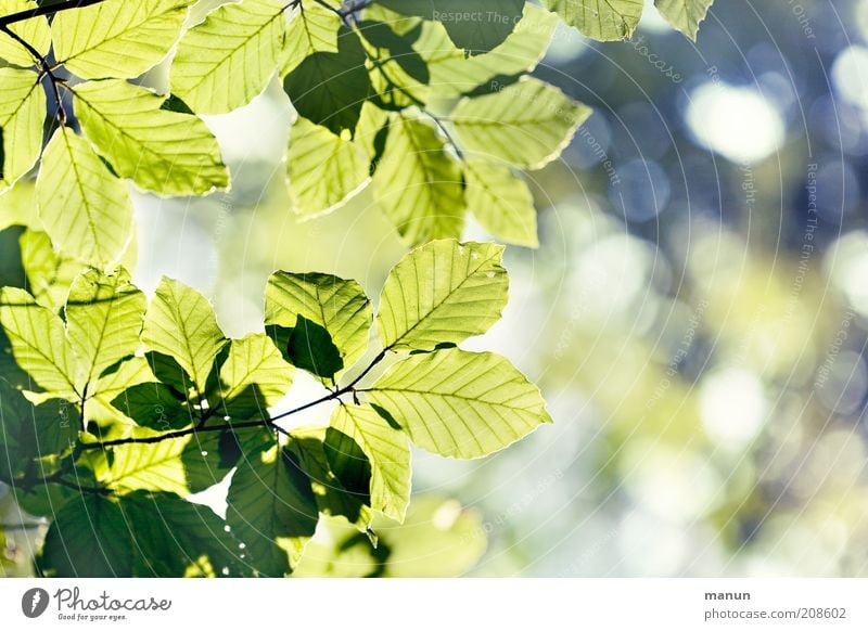 leaf canopy Nature Spring Summer Tree Leaf Deciduous tree Branch Beech tree Beech leaf Fantastic Bright Positive Beautiful Green Life Ease