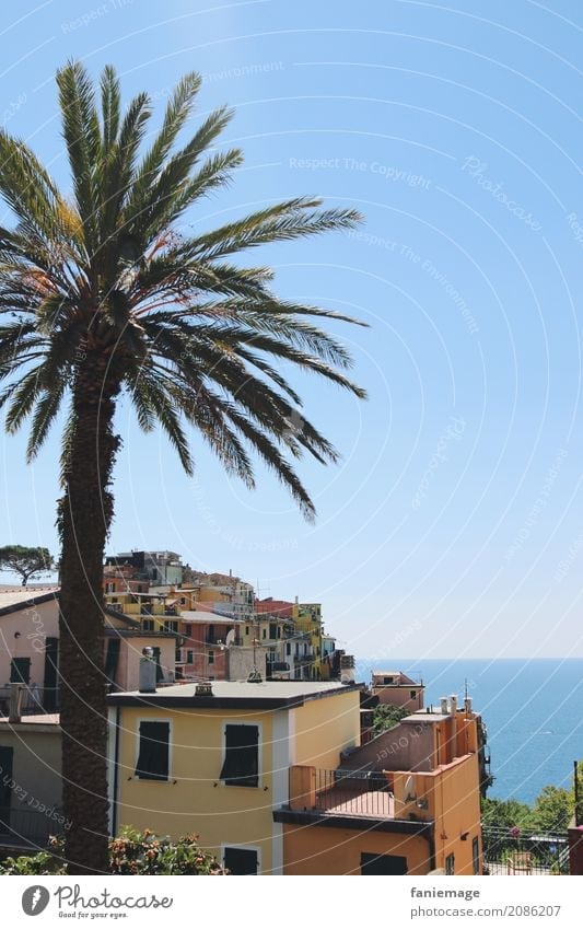 Cinque Terre IX Nature Village Fishing village Small Town Port City Downtown Old town House (Residential Structure) Esthetic Corniglia Palm tree Multicoloured