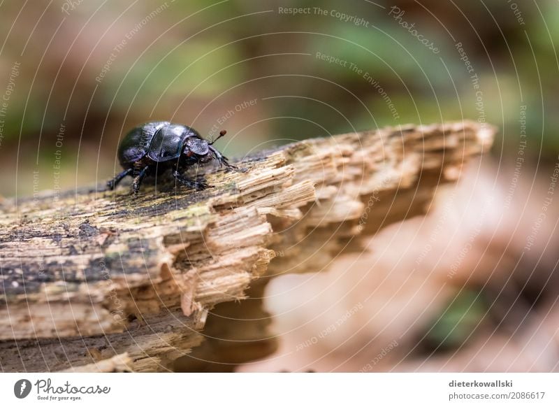 bug Environment Nature Landscape Animal Earth Forest Wild animal Beetle Hideous Natural Beautiful dung beetle Shell Woodground Scavenger Refuse disposal Insect