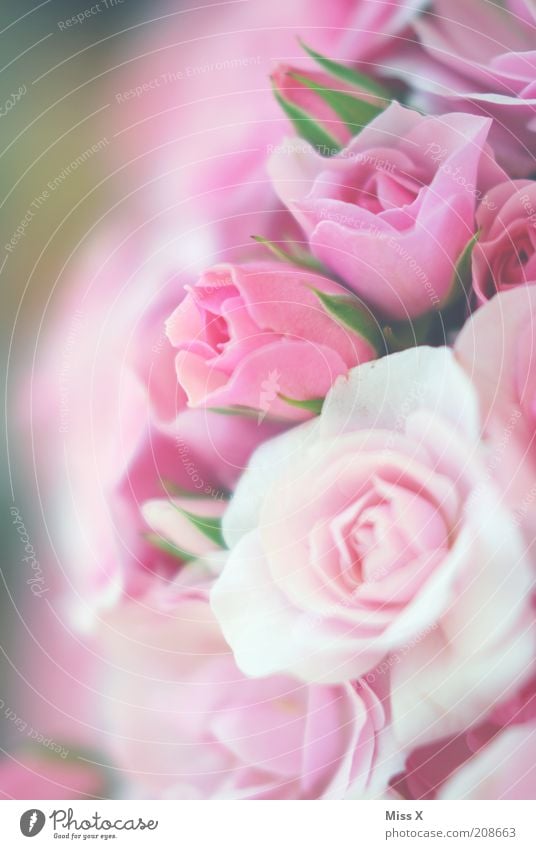 Roses II Plant Flower Blossom Blossoming Fragrance Kitsch Pink Delicate Colour photo Subdued colour Close-up Rose blossom Bouquet bouquet of roses Soft Fresh