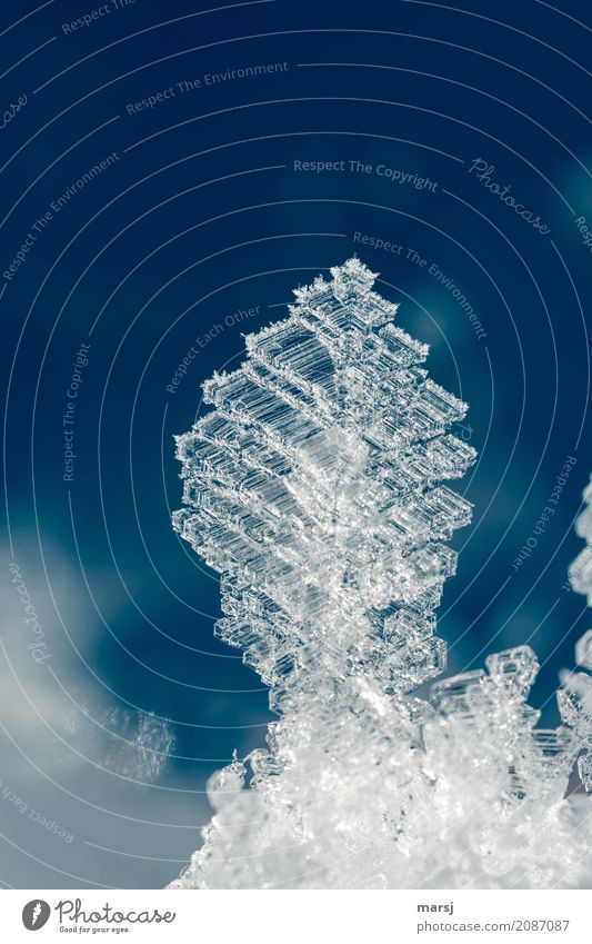 Portrait with Chrystal Life Harmonious Calm Winter Ice Frost Crystal structure Exceptional Authentic Cold Blue Ice crystal Uniqueness Transience Work of art