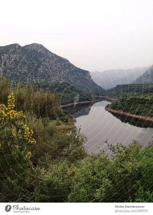 River in Sardinia pretty Calm Mountain Nature Landscape Water Fog Tree Bushes Rock River bank Growth Green Transience Valley Wilderness Haze Bend Curved Flow
