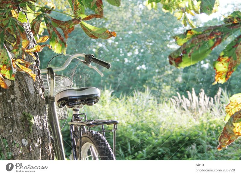 turned off Far-off places Freedom Summer Summer vacation Nature Landscape Sunlight Autumn tree bushes luck Bicycle Autumn leaves Autumnal colours Bicycle saddle