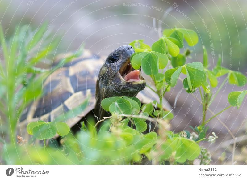 <<< 500 >>> Slow but safe :) Environment Nature Animal 1 Green Turtle Tortoise-shell Reptiles To feed Eating Clover Cloverleaf Pet Wild animal Colour photo