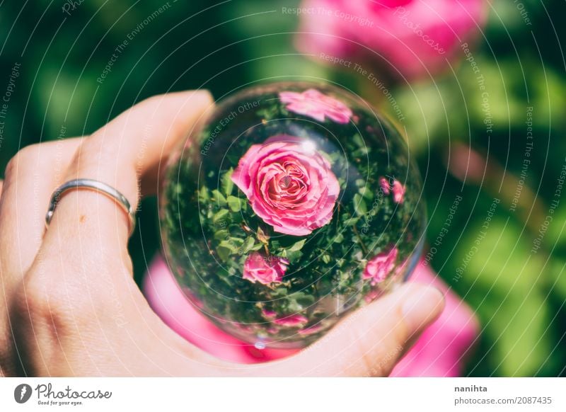 Pink roses view through a crystal ball Hand Environment Nature Plant Bushes Rose Ring Glass Crystal Authentic Exceptional Cool (slang) Good Bright Beautiful
