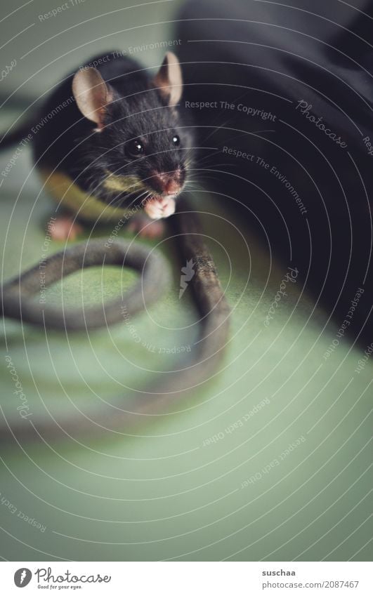 cable mouse Mouse Animal - a Royalty Free Stock Photo from Photocase