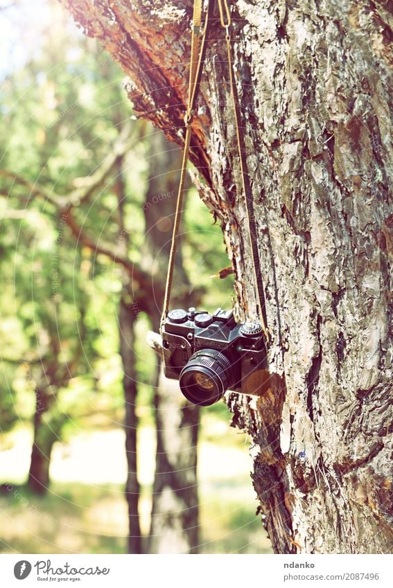Old retro film camera hanging on a tree Sun Camera Nature Tree Grass Park Forest Retro Green Equipment Hanging trunk spring vintage Ray bark branch background