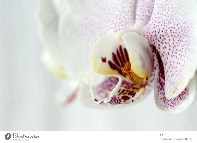 beauty Plant Summer Flower Blossom Exotic Orchid Esthetic Fragrance Fresh Beautiful Modern Natural Yellow Violet Pink White Emotions Happy phalaenopsis Pistil