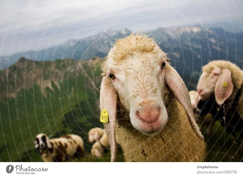 What are you looking at?! Trip Summer Mountain Landscape Animal Alps Allgäu Wool Farm animal Animal face Sheep Herd Looking Natural Curiosity Love of animals