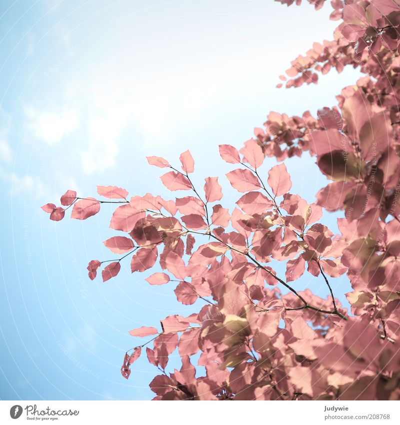 Pink Pale pink Environment Nature Plant Sky Sun Spring Summer Beautiful weather Tree Leaf Copper beech Growth Exceptional Exotic Free Blue Emotions Hope