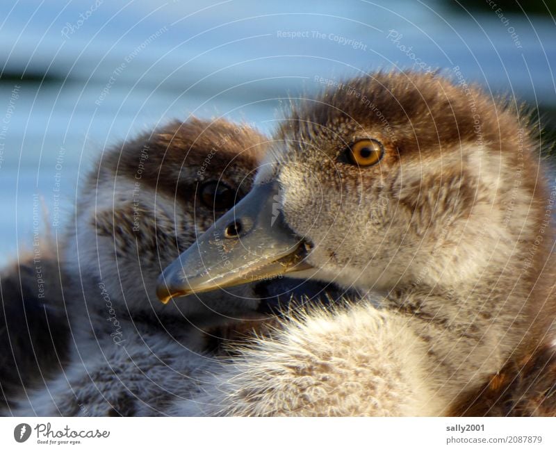 look me in the eye... Animal Goose Nile Goose 2 Baby animal Observe Looking Brash Curiosity Cute Brown Soft Eyes Beak Together Attachment Colour photo