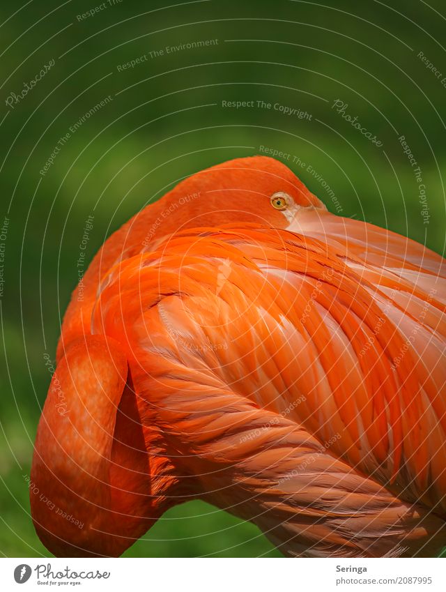 shoulder look Animal Wild animal Bird Flamingo Animal face Wing 1 Looking Orange Orange-red Illuminate Bright Colours Eyes Metal coil Colour photo Multicoloured