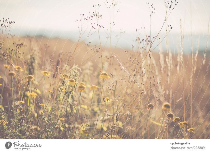 everything has an end ... summer meadow Trip Nature Plant Cloudless sky Horizon Sunlight Summer Beautiful weather Flower Grass Blossom Foliage plant Meadow