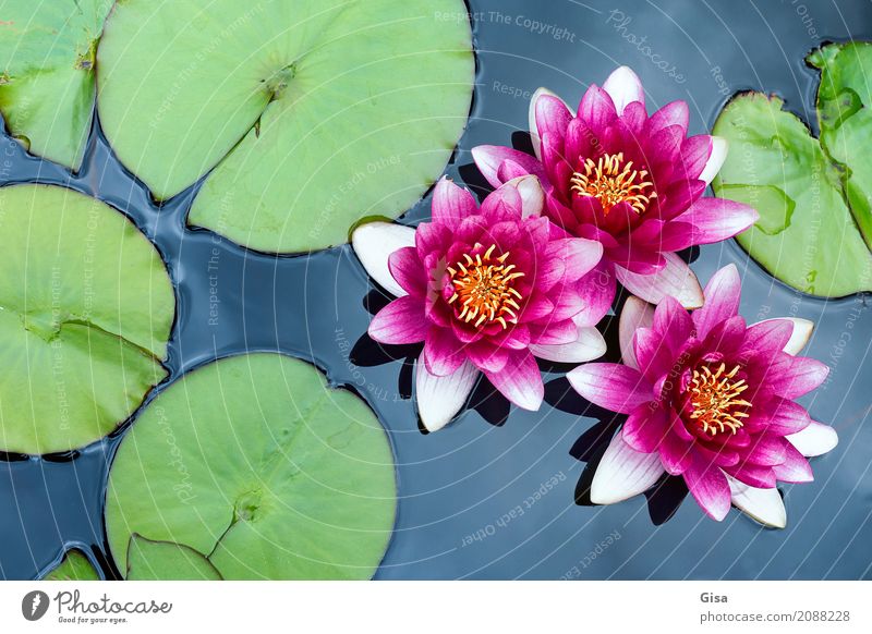 Meditating pond roses in pink Plant Water Leaf Blossom Pond Pink Trust Authentic Purity Belief Beautiful Senses Wellness Colour photo Multicoloured