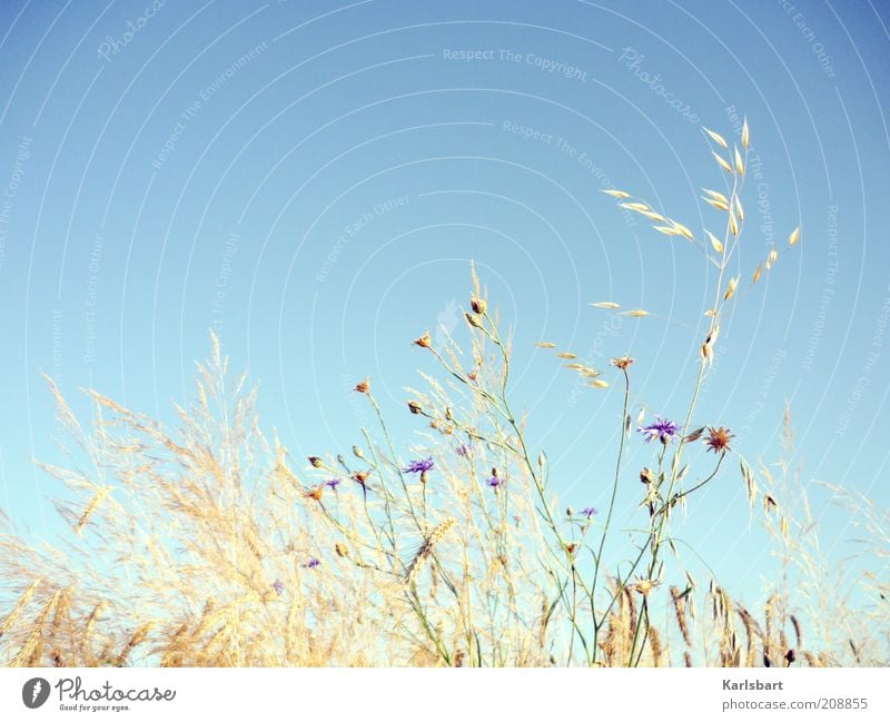 willow weed. Summer Environment Nature Sky Cloudless sky Plant Grass Bushes Agricultural crop Cornfield Colour photo Multicoloured Exterior shot Close-up