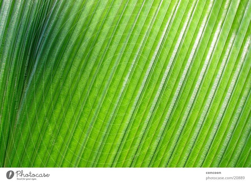 Pure structure Palm frond Accuracy Green Black Progress Pattern Glittering Singapore Detail Structures and shapes Nature