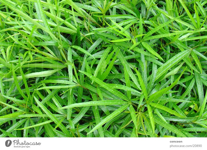 green stuff Green Leaf Intensive Thin Singapore Plant Leaf green
