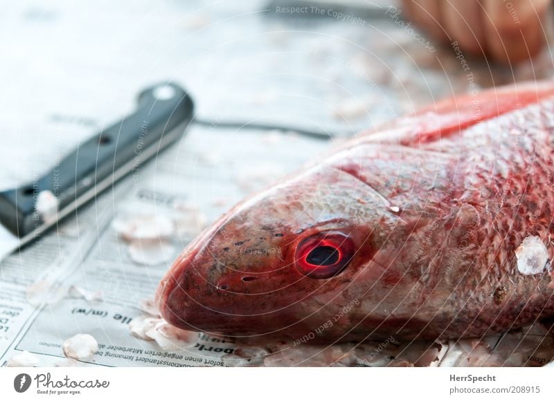 Scale, scale, scale Fish Knives Dead animal Dorade 1 Animal Red Black White Scales Preparation Newspaper Colour photo Exterior shot Copy Space left