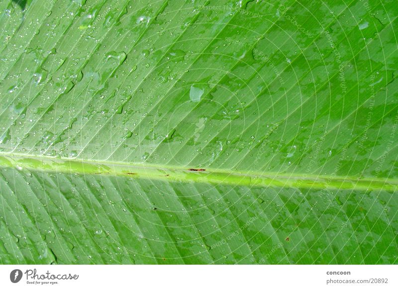 Pure nature I Leaf Wet Damp Detail Green Singapore Asia Rain Drops of water Structures and shapes Leaf green Botanical gardens