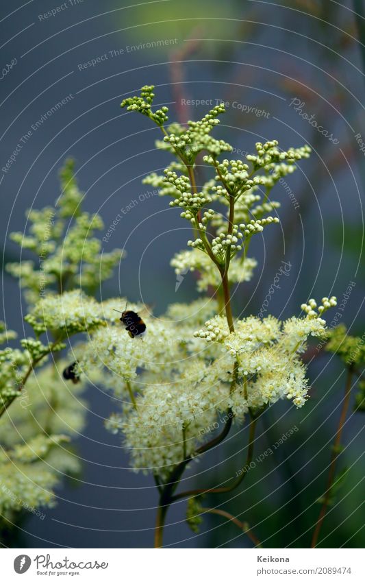Bumblebee collecting pollen on white fluffy flower. Environment Nature Landscape Plant Water Summer Flower Grass Bushes Blossom Wild plant rowan plumage