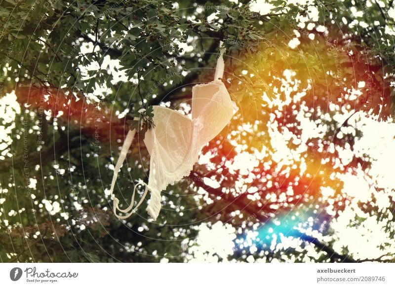 bra in tree Underwear Bizarre Freedom Joy Emancipation Absurdity Lens flare Tree Branch Hang Symbols and metaphors concept Summer Extract Eliminate Colour photo