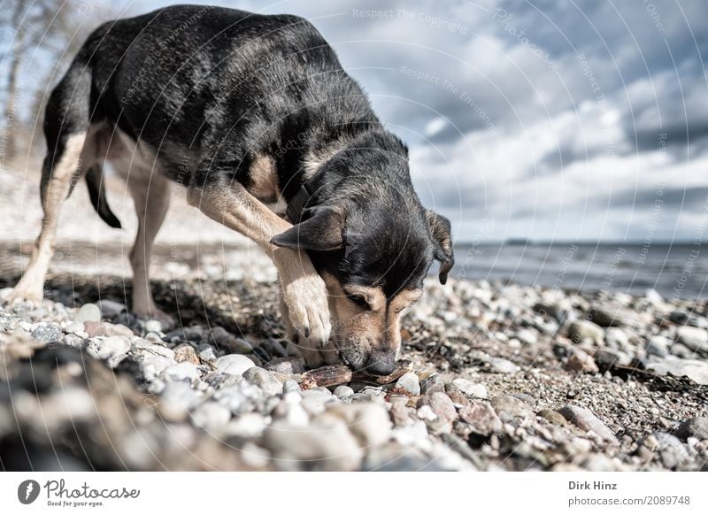 little stick found Leisure and hobbies Nature Landscape Water Clouds Coast Beach Baltic Sea Pet Dog 1 Animal Maritime Natural Curiosity Horizon Freedom Search