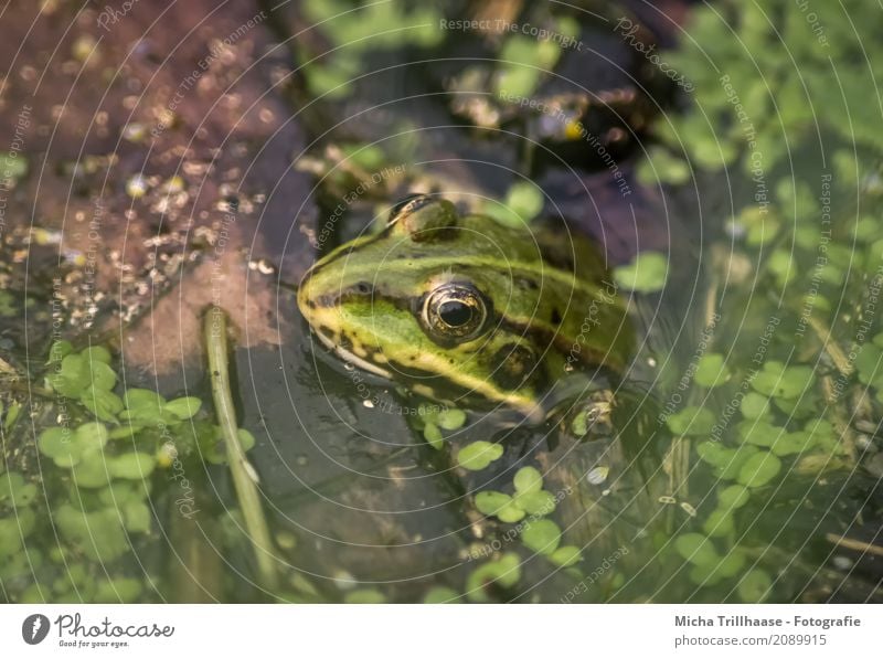 Frog in water Environment Nature Animal Water Sun Sunlight Beautiful weather Plant Foliage plant Wild plant Pond Lake Wild animal Animal face Water frog