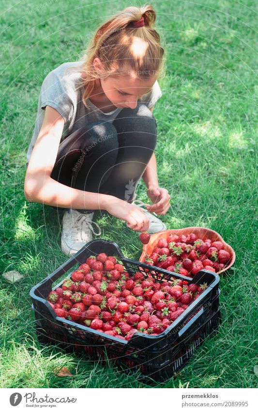 Girl putting freshly picked strawberries to a bowl Fruit Bowl Summer Garden Child 1 Human being Nature Fresh Natural Juicy Green Red Berries box food Harvest