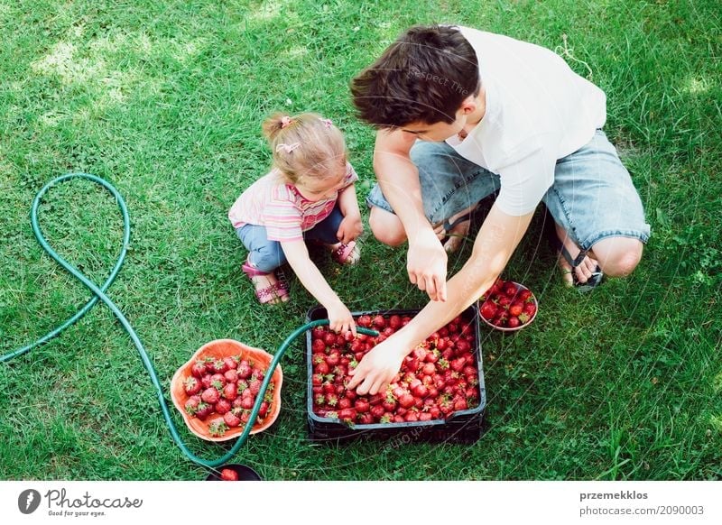 Siblings washing strawberries freshly picked in a garden Fruit Summer Garden Child Girl Boy (child) Family & Relations 2 Human being Nature Fresh Natural Above