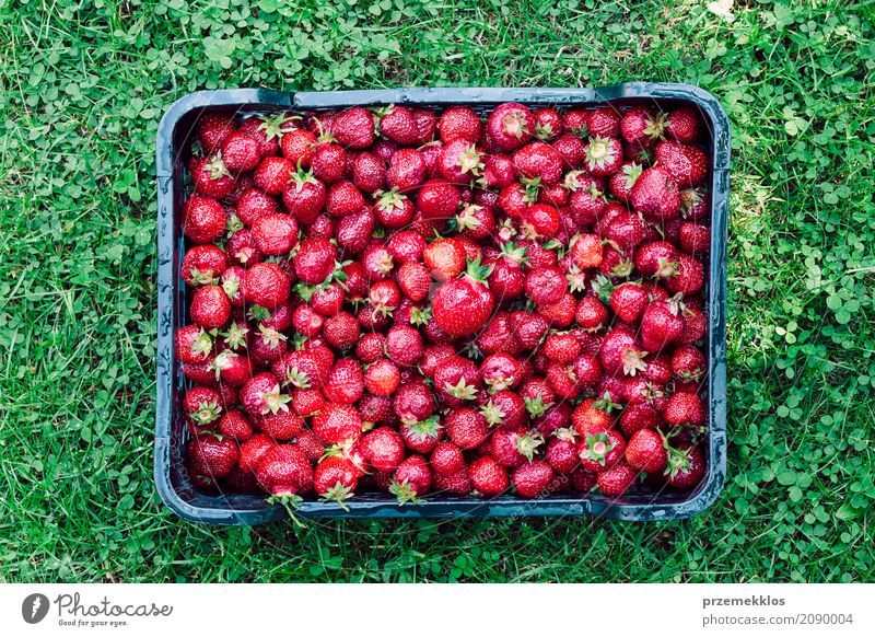 Overhead shot of freshly picked strawberries in a box Food Fruit Summer Garden Nature Fresh Natural Above Juicy Green Red Berries Farm Harvest healthy Organic