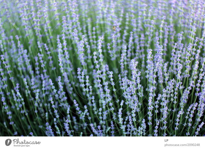blooming lavender Lifestyle Beautiful Healthy Health care Wellness Harmonious Well-being Contentment Senses Relaxation Calm Meditation Fragrance Decoration