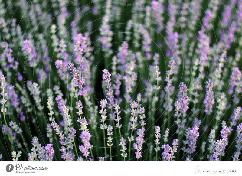 Lavender field Lifestyle Wellness Harmonious Well-being Contentment Senses Relaxation Calm Meditation Fragrance Leisure and hobbies Vacation & Travel Tourism