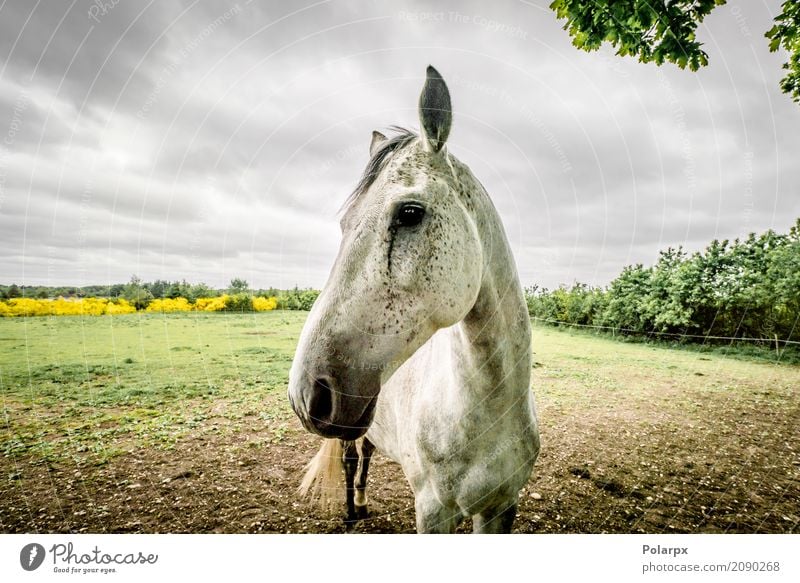Horse close-up on a field in cloudy weather Beautiful Face Summer Sports Nature Landscape Animal Sky Clouds Tree Grass Meadow Pet Wood To feed Blue Brown Green