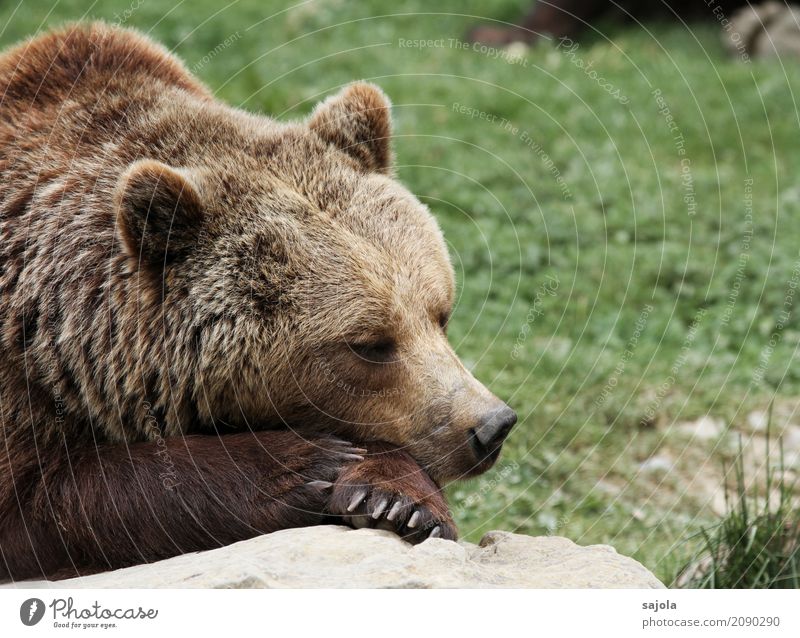 try it with... Nature Animal Wild animal Animal face Claw Paw Zoo Bear Brown bear 1 Relaxation Lie Sleep Indifferent Comfortable Contentment Break Calm Doze