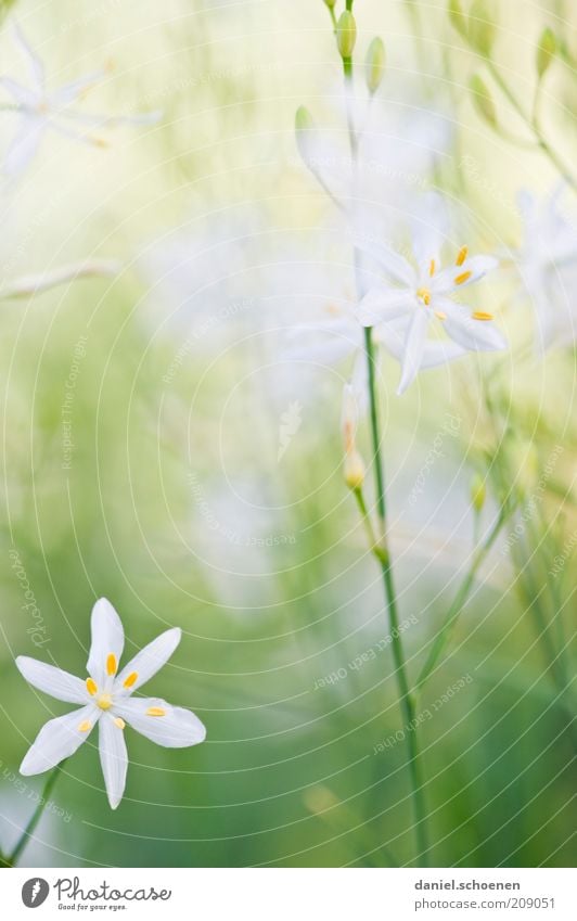 portrait pastell girl photo Plant Grass Blossom Bright Green White Macro (Extreme close-up) Delicate Graceful Spring Summer Stalk Copy Space
