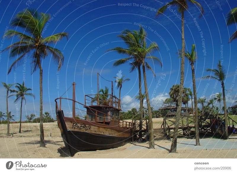 Endless summer (India) Palm tree Summer Sun Physics Watercraft Beach Calm Goa Warmth Blue sky Happy