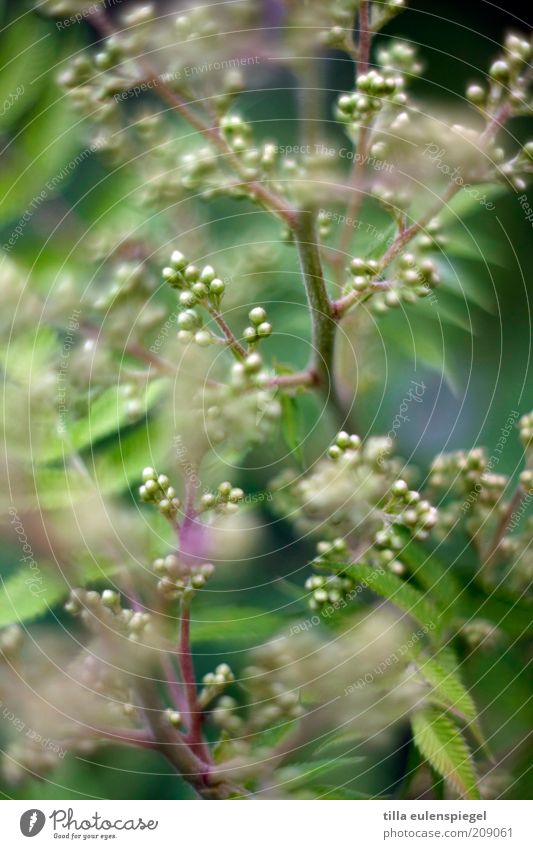° Environment Nature Plant Summer Flower Foliage plant Natural Beautiful Wild Green Muddled Bud Blur Round Twigs and branches Colour photo Exterior shot