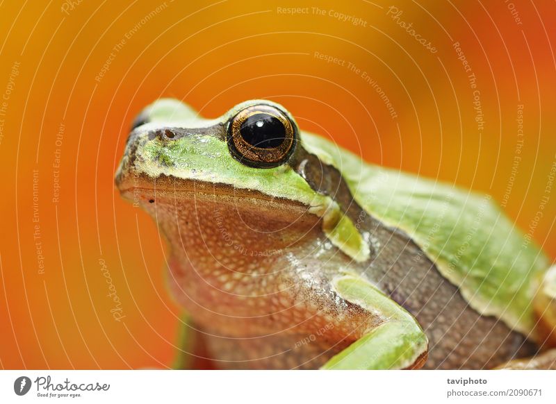 green tree frog portrait over colorful background Beautiful Adults Environment Nature Animal Tree Small Funny Wet Natural Cute Wild Green Colour hyla arborea