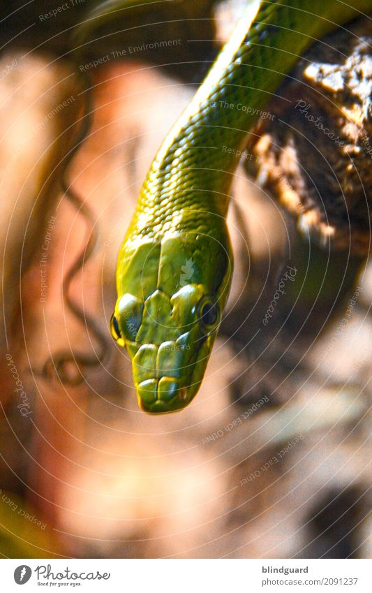 Tube Snake Boogie Animal Wild animal Animal face Scales Zoo 1 Observe Wait Authentic Exotic Glittering Multicoloured Green Adventure Viper Reptiles Colour photo