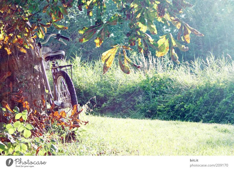 i want to ride my bicyclette Bicycle Nature Landscape Plant Sunlight Autumn Beautiful weather tree Grass bushes Meadow Contentment Autumnal colours