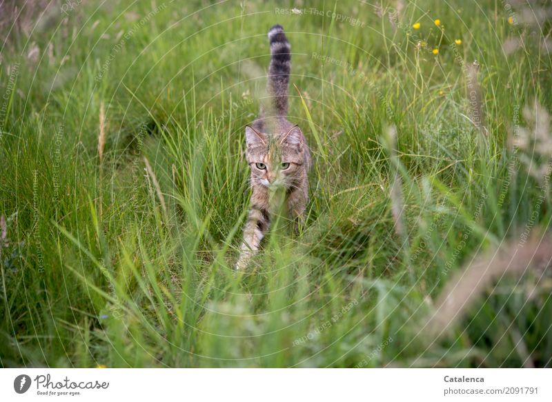 There she is, little tiger kitten in the tall grass Nature Plant Animal Summer Grass Meadow Pet Cat 1 Movement Blossoming Faded Growth Free pretty Brown Yellow