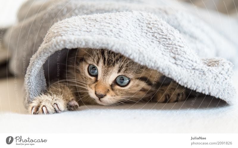 little cat is hiding Beautiful Playing Child Baby 1 Human being Animal Pet Cat Animal face Pelt Claw Baby animal Cuddly Small Curiosity Cute Soft Gray White