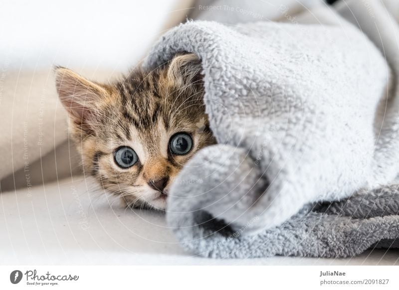 small cat under a blanket Cat Domestic cat Kitten Beautiful Sweet putty Baby bitch Eyes Pet Background picture Animal Interest Child Ear Playing Baby animal