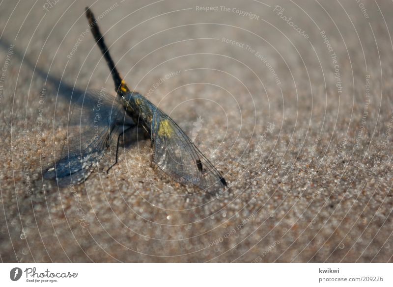 unfortunate Nature Sand Summer Dragonfly Compassion Grief Death Exhaustion Animal Struggle for survival Wing Illuminate Colour photo Exterior shot