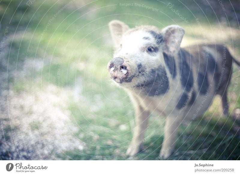 ham Animal Pet Farm animal Petting zoo 1 Baby animal Stand Cute Swine Pigs Animal face Speckled Comical Grunt Snout Offspring Day Colour photo Exterior shot