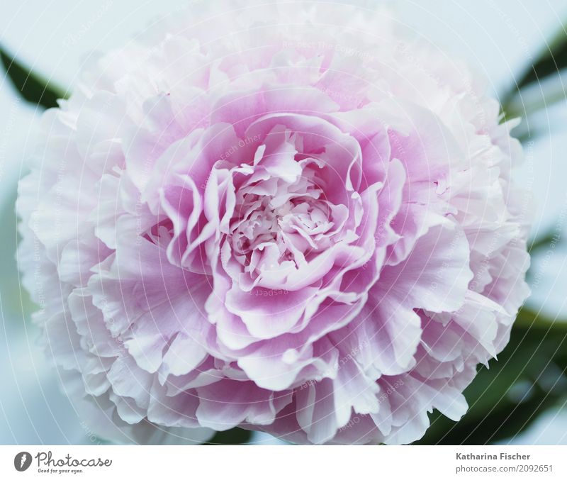 peony Plant Flower Rose Exotic Peony Nature Beautiful Blossom Splendid Blossom leave Colour photo Exterior shot Interior shot Close-up Deserted Morning Dawn Day