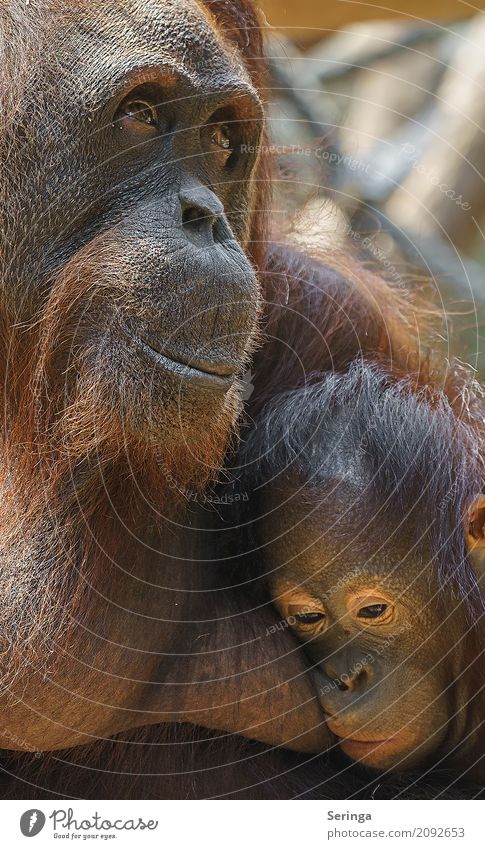 Togetherness and Security Animal Wild animal Animal face Pelt Zoo 1 Embrace Monkeys Brown Gorilla Colour photo Multicoloured Exterior shot Detail Deserted Day